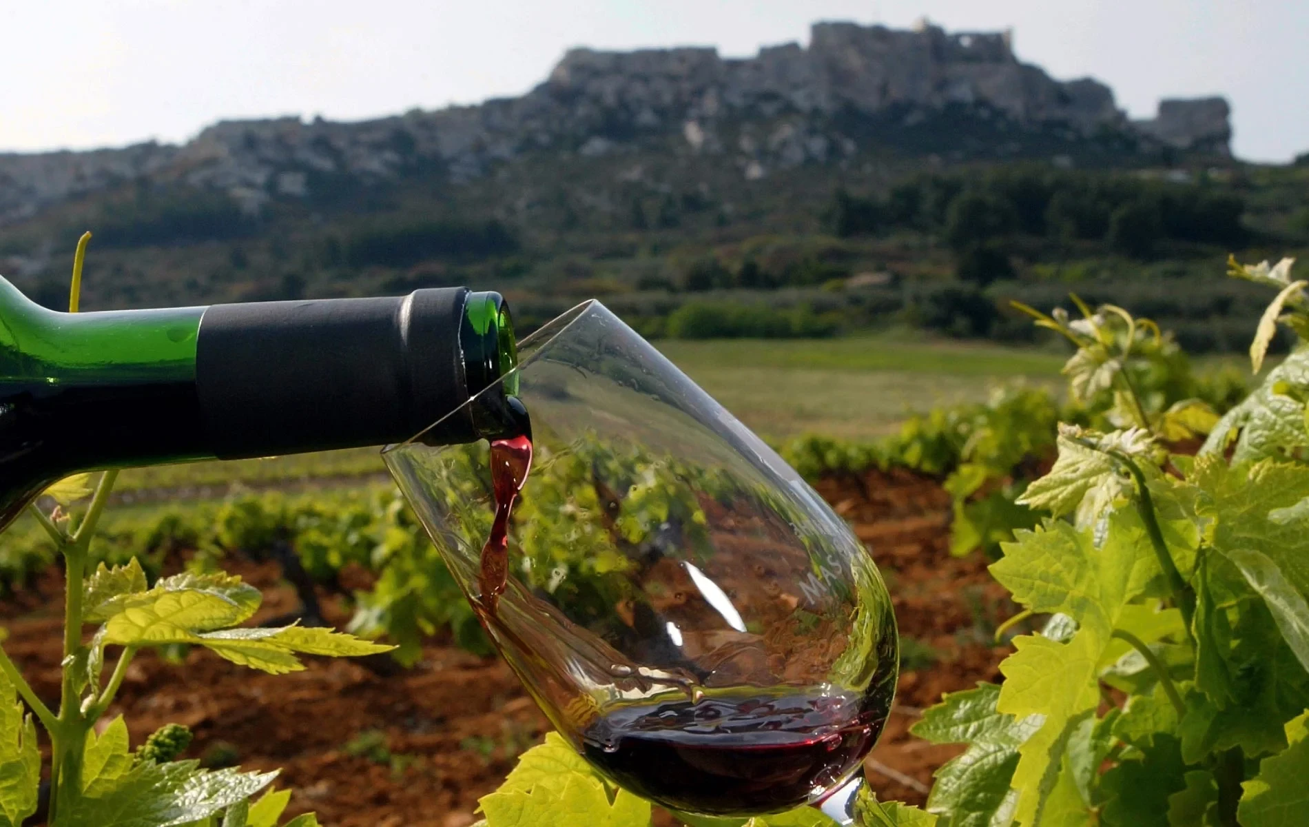 Verre de vin rouge dans un vignoble