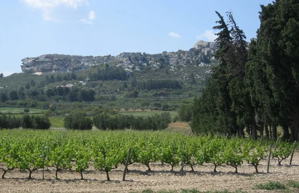 Vignoble et falaises calcaires en Provence