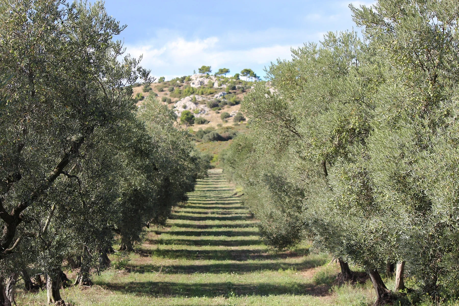 Allée d'oliviers menant à une colline en arrière-plan