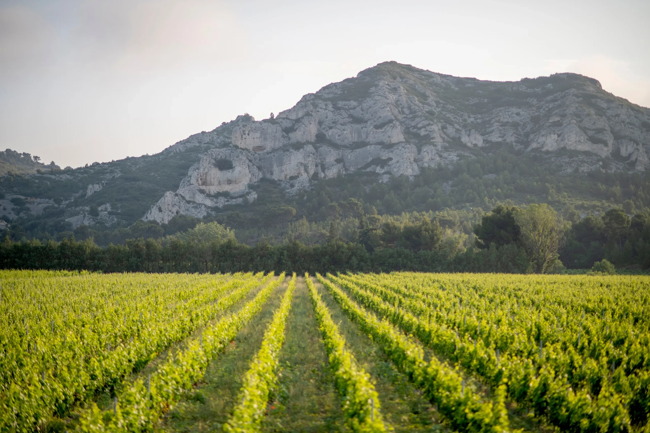 Vigne devant montagne rocheuse
