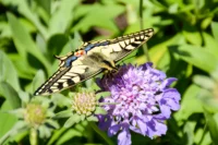 Papillon sur une fleur violette en nature
