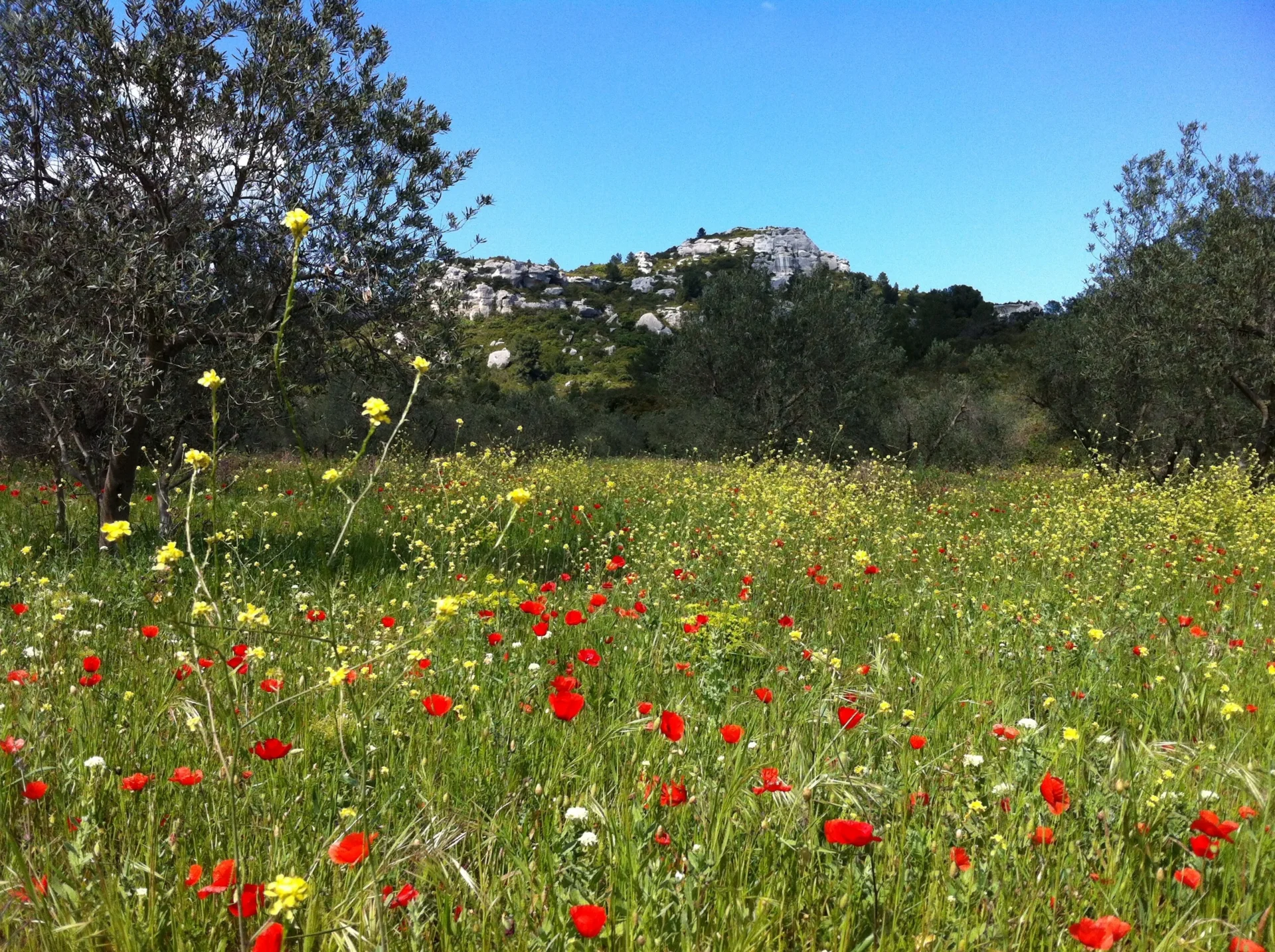 Champ de coquelicots rouges et fleurs sauvages