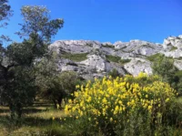 Paysage méditerranéen avec montagnes et fleurs jaunes