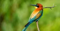 Oiseau coloré perché sur une branche