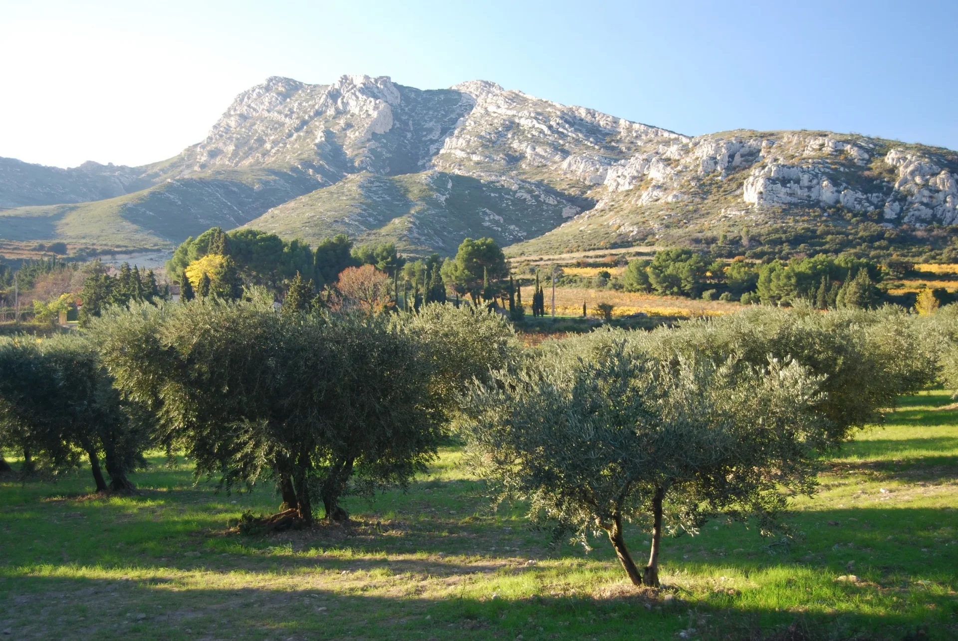 Paysage provençal avec oliviers et montagne