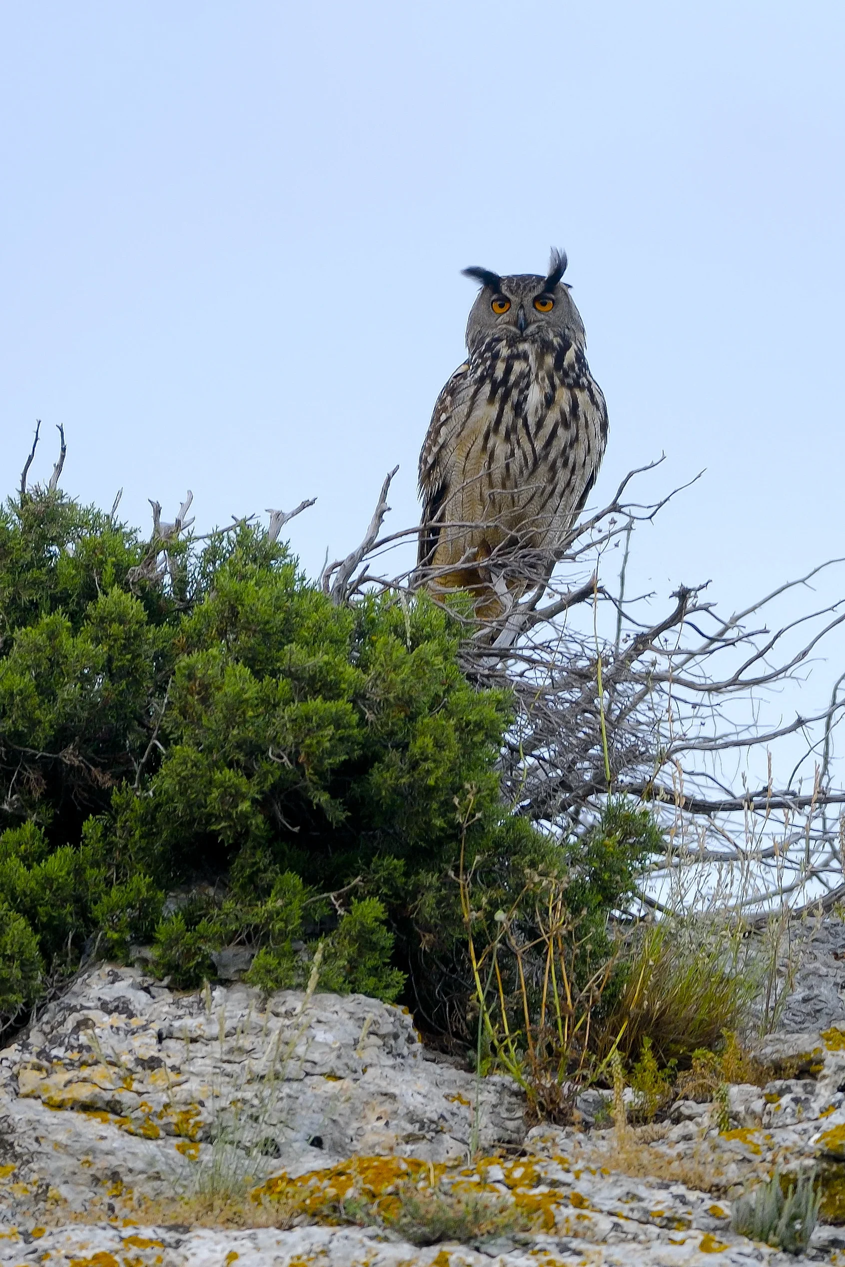 Chouette eurasienne perchée dans un arbre