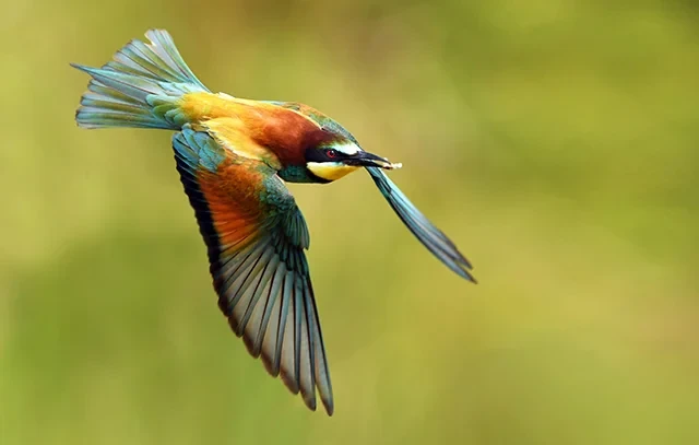 Oiseau coloré en vol