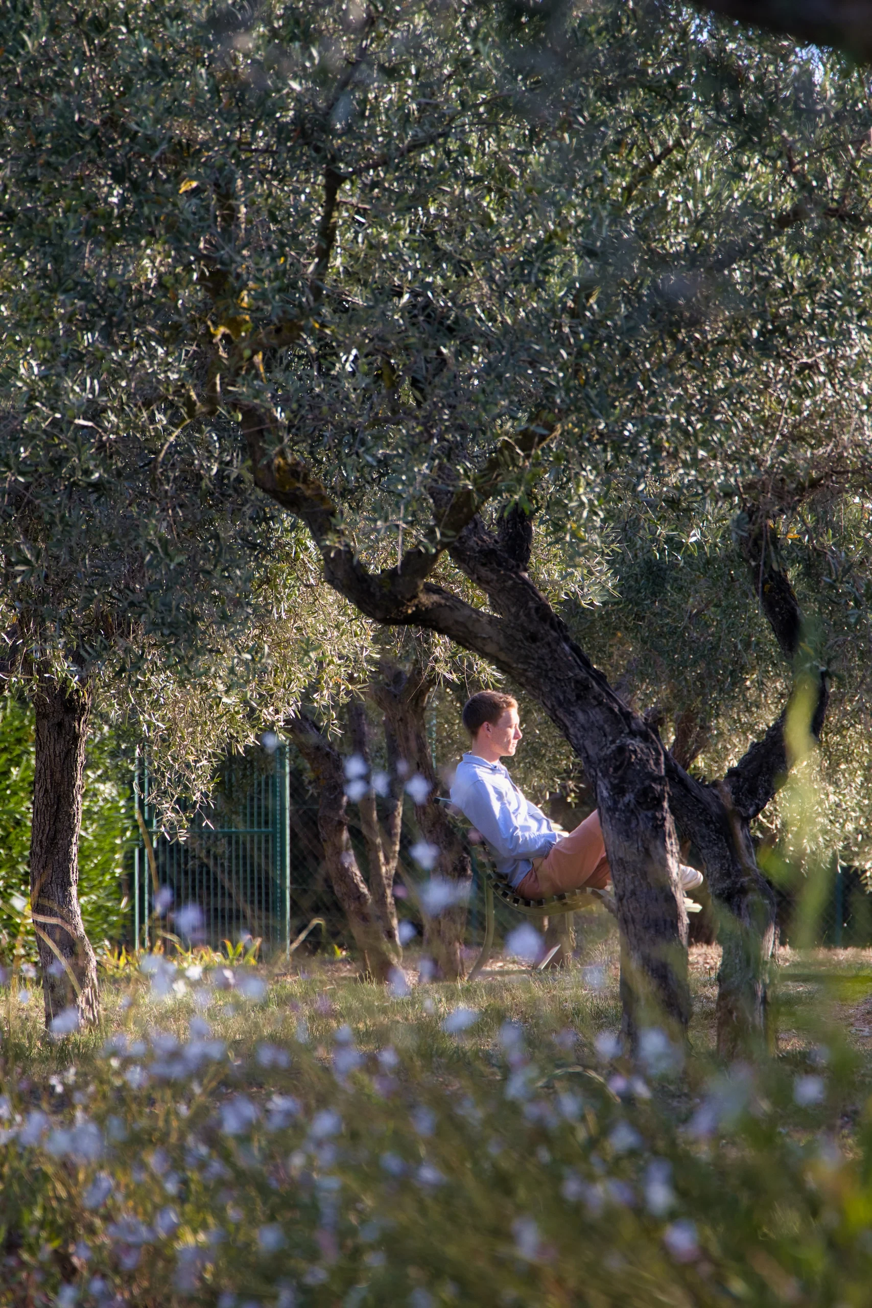 Homme assis sous un olivier fleuri