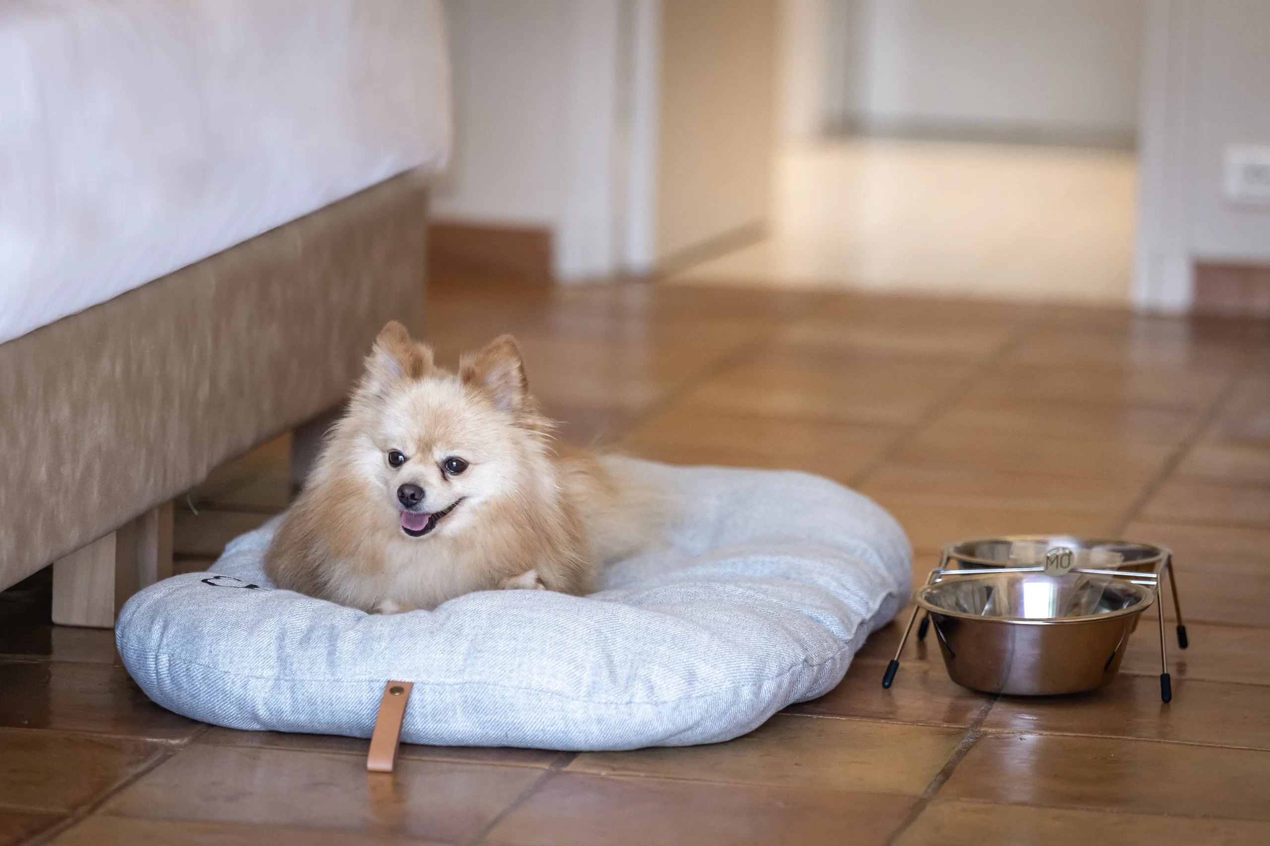 Chien poméranien sur coussin gris