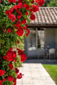 Rosiers rouges devant une maison