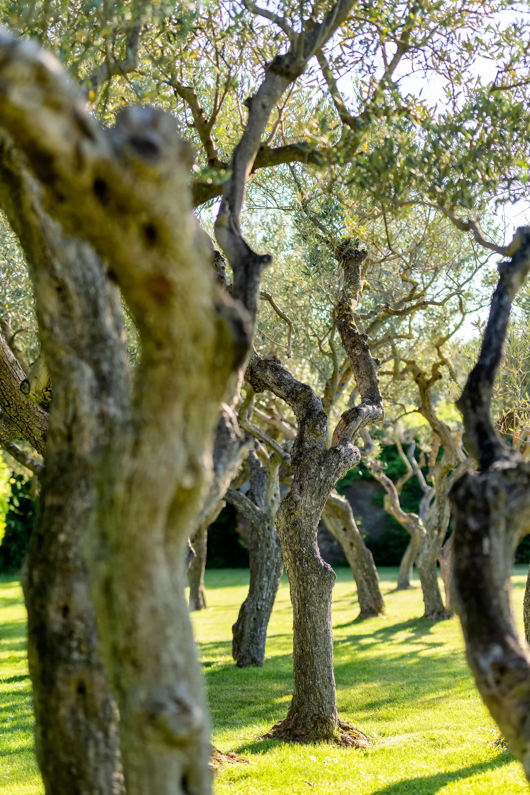 Allée d'oliviers sous le soleil - hotel de charme alpilles - Mas de l'Oulivié