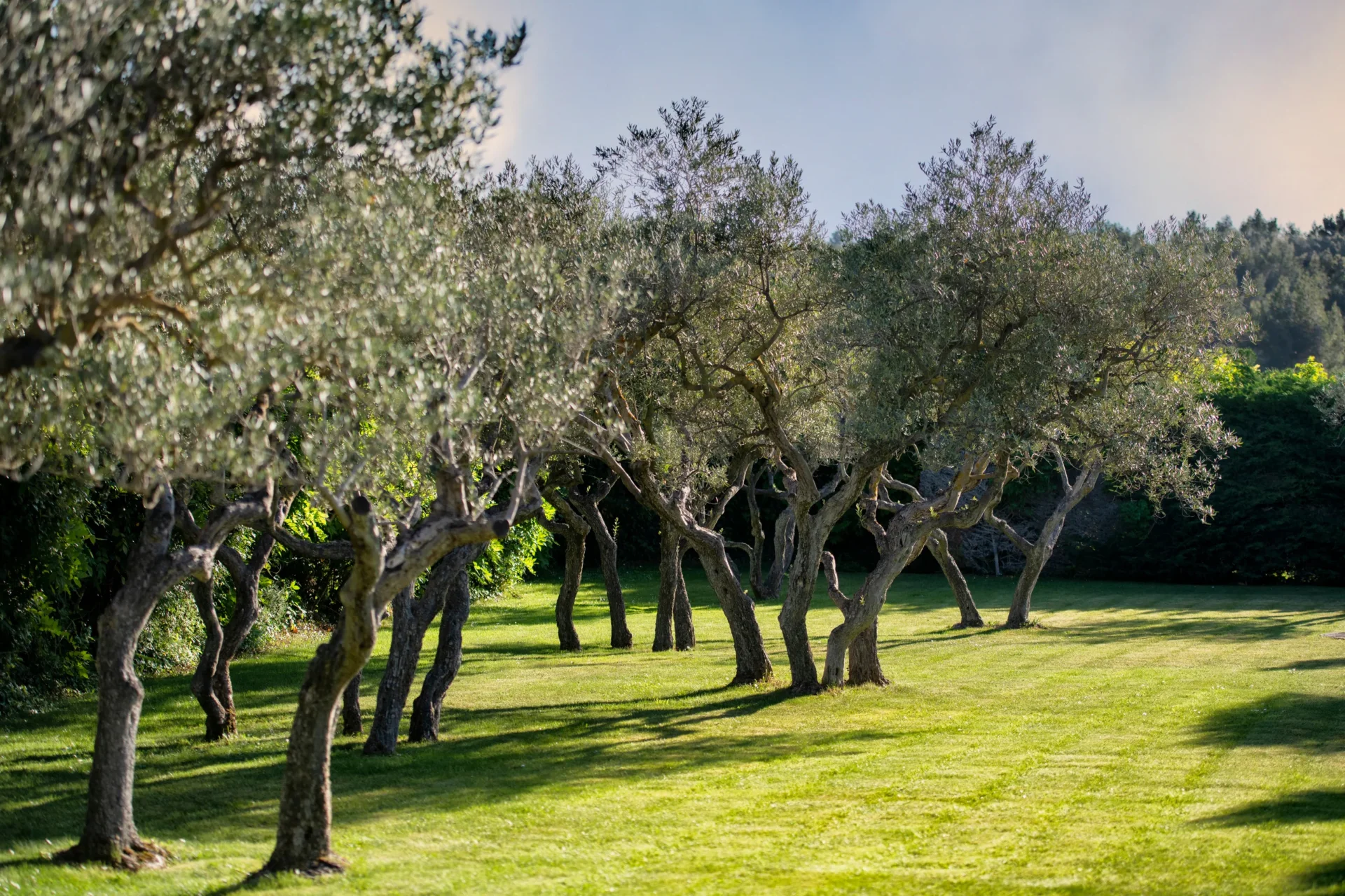 Allée d'oliviers en pleine lumière - hotel de charme alpilles - Mas de l'Oulivié