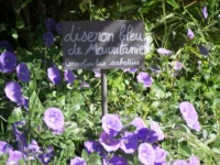 Fleurs bleues de Convolvulus sabatius - hotel de charme alpilles - Mas de l'Oulivié