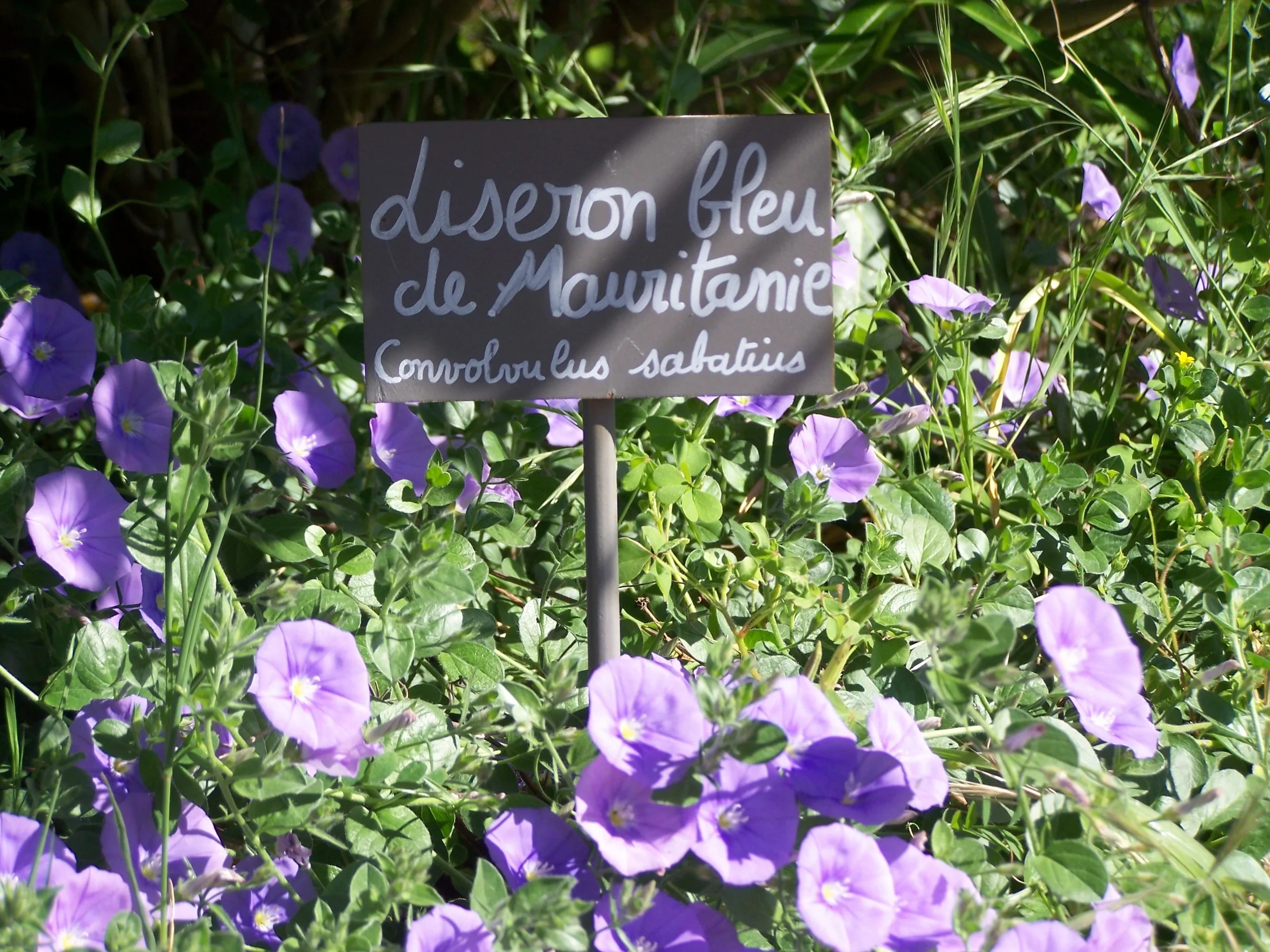 Fleurs bleues de Convolvulus sabatius - hotel de charme alpilles - Mas de l'Oulivié