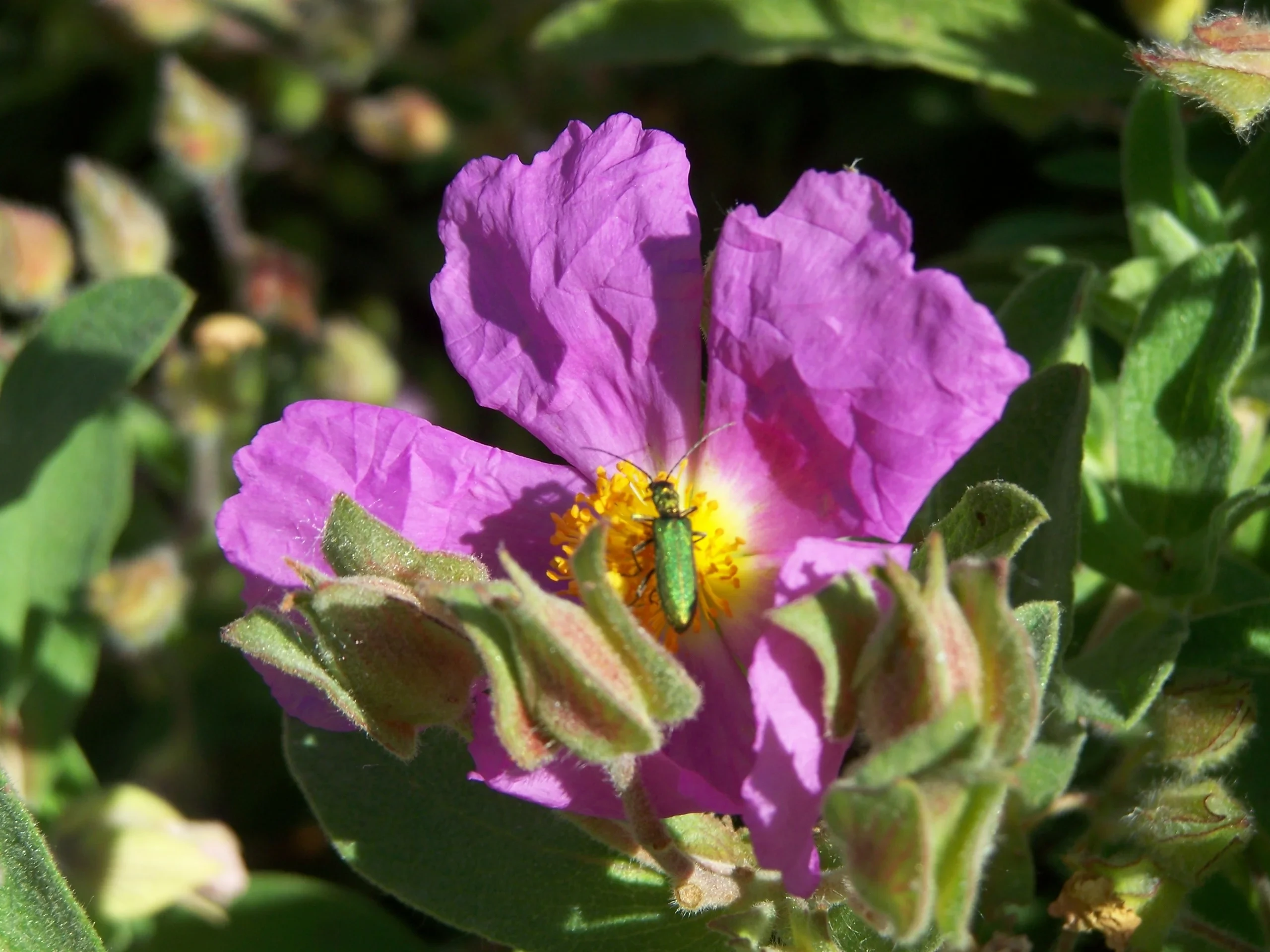 Fleur rose avec insecte vert - hotel de charme alpilles - Mas de l'Oulivié