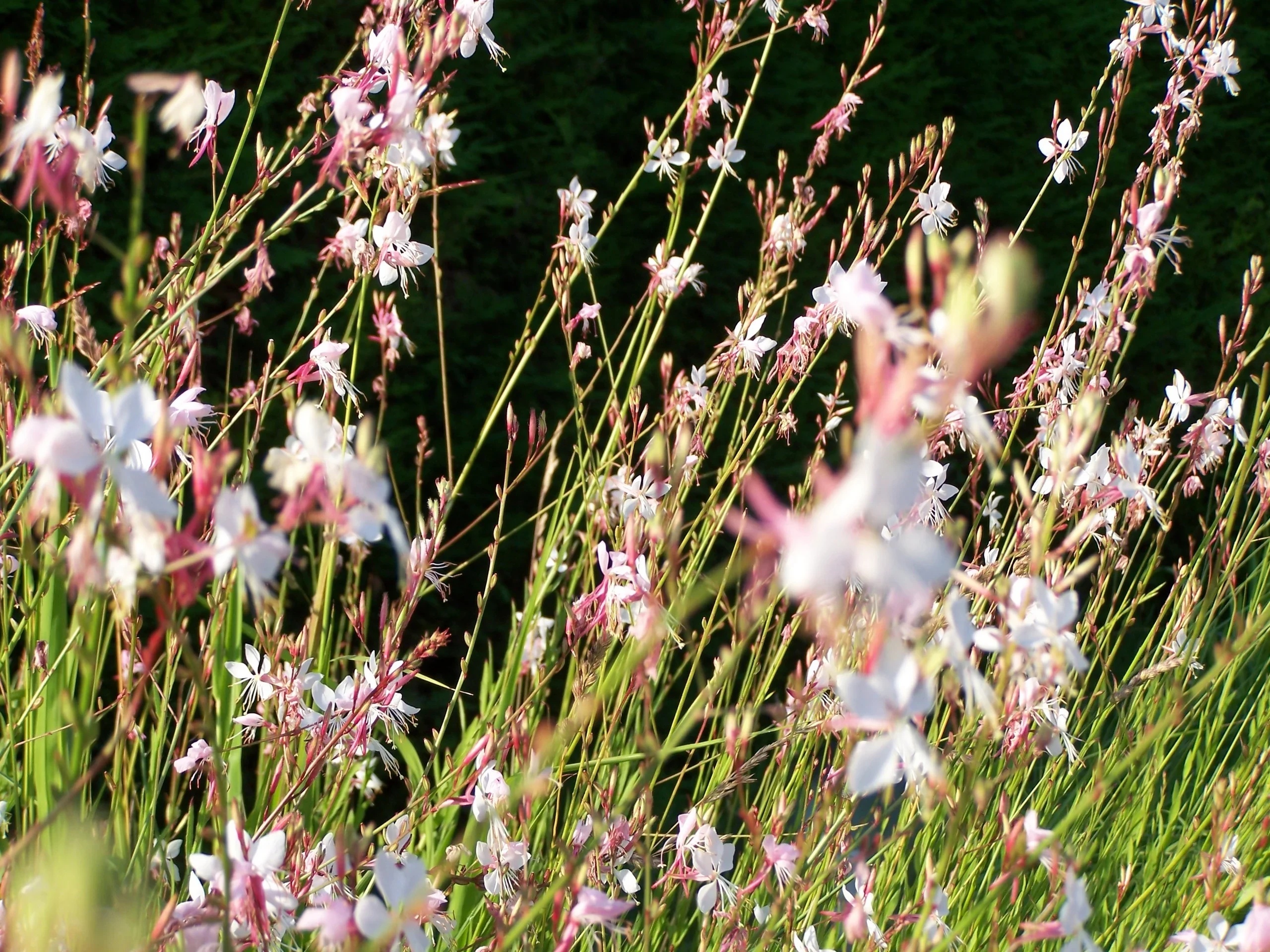 Fleurs blanches et roses dans l'herbe - hotel de charme alpilles - Mas de l'Oulivié
