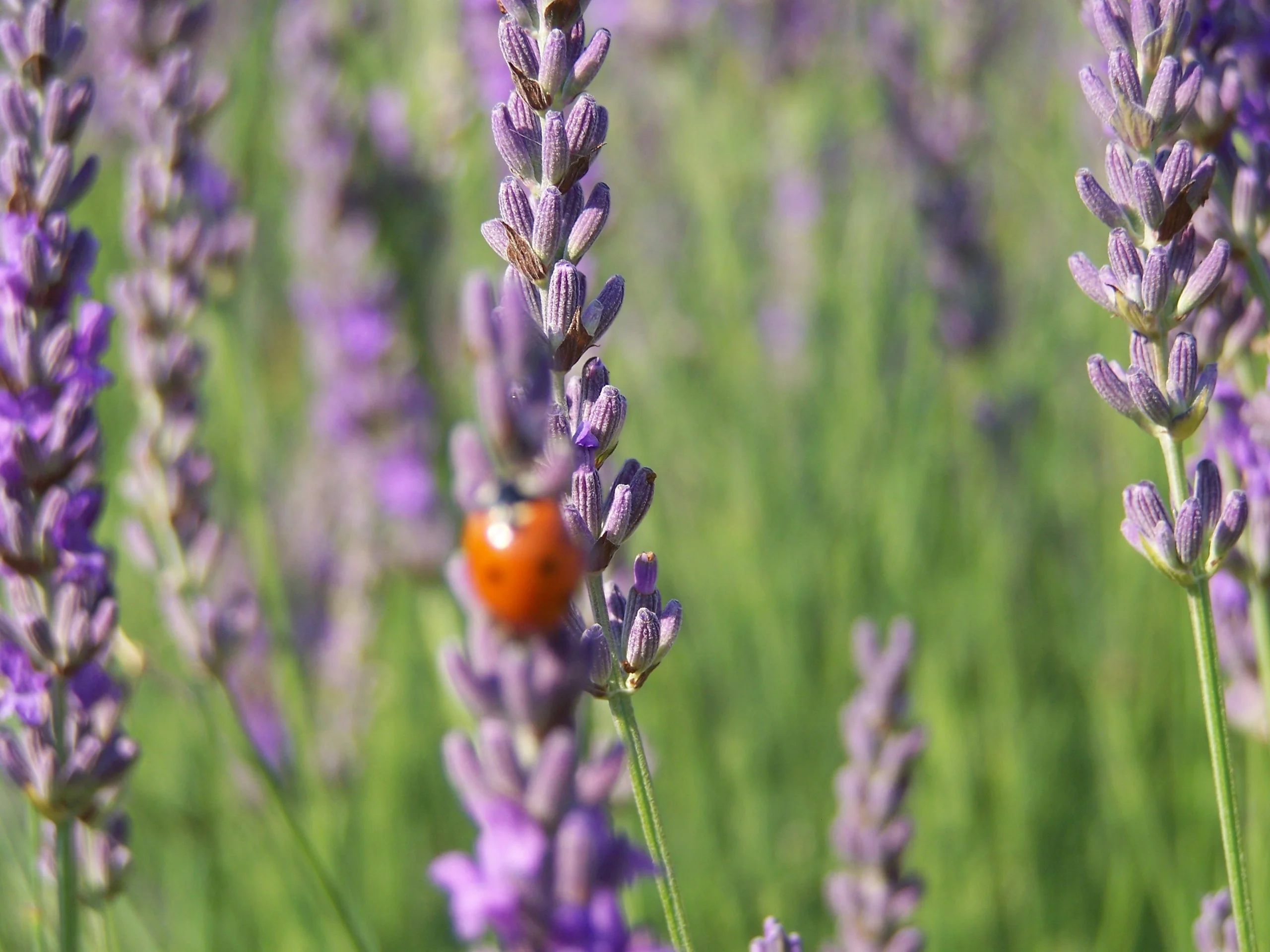 mas de loulivie jardin mediterraneen et biodiversite 11