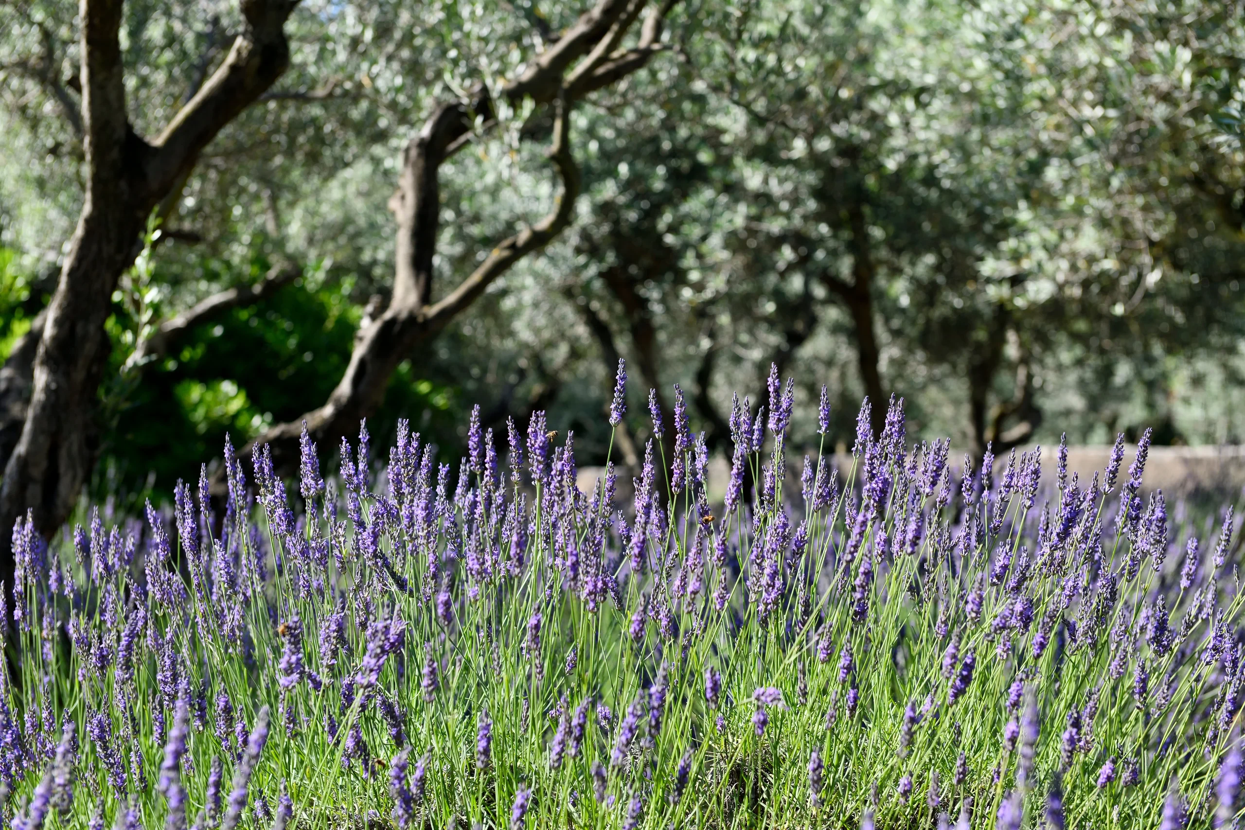 Champ de lavande et oliviers en Provence - hotel de charme alpilles - Mas de l'Oulivié