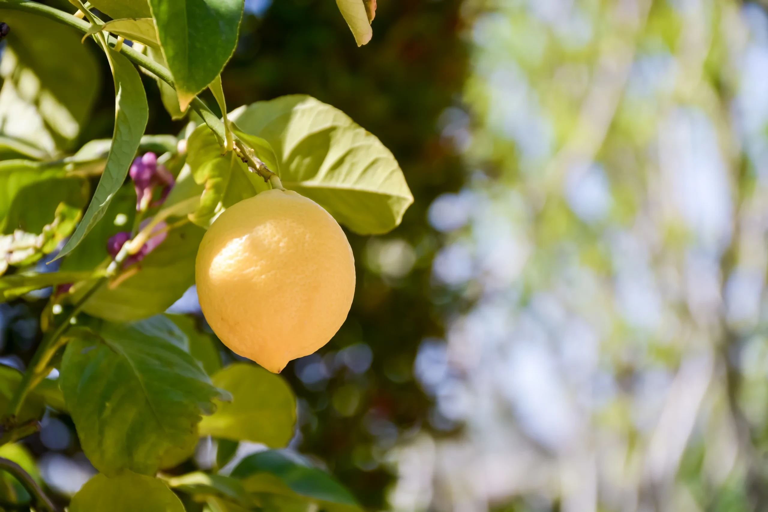Citron mûr sur son arbre - hotel de charme alpilles - Mas de l'Oulivié
