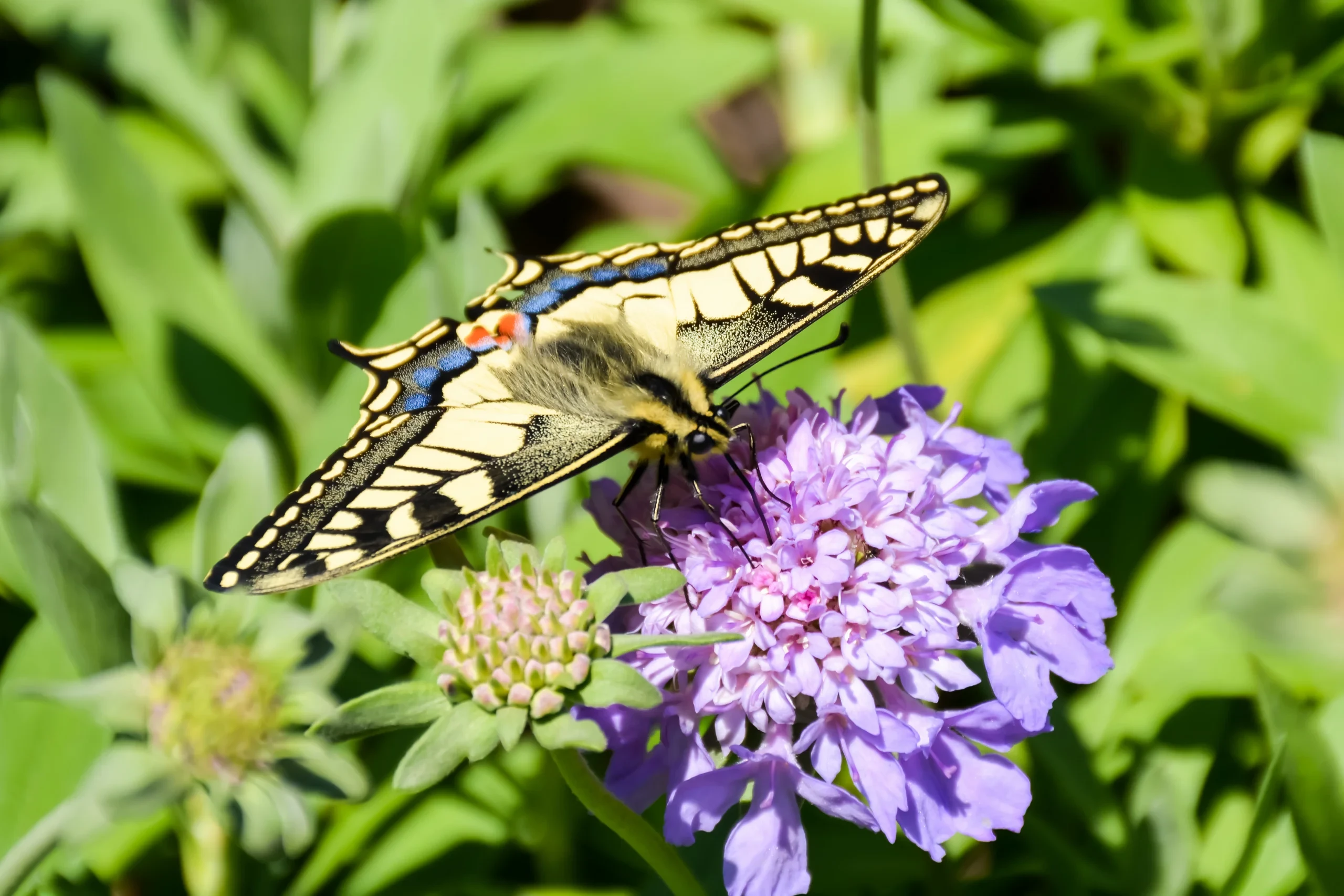 Papillon sur fleur violet - hotel de charme alpilles - Mas de l'Oulivié