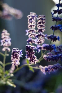 Fleurs violettes floues en gros plan - hotel de charme alpilles - Mas de l'Oulivié