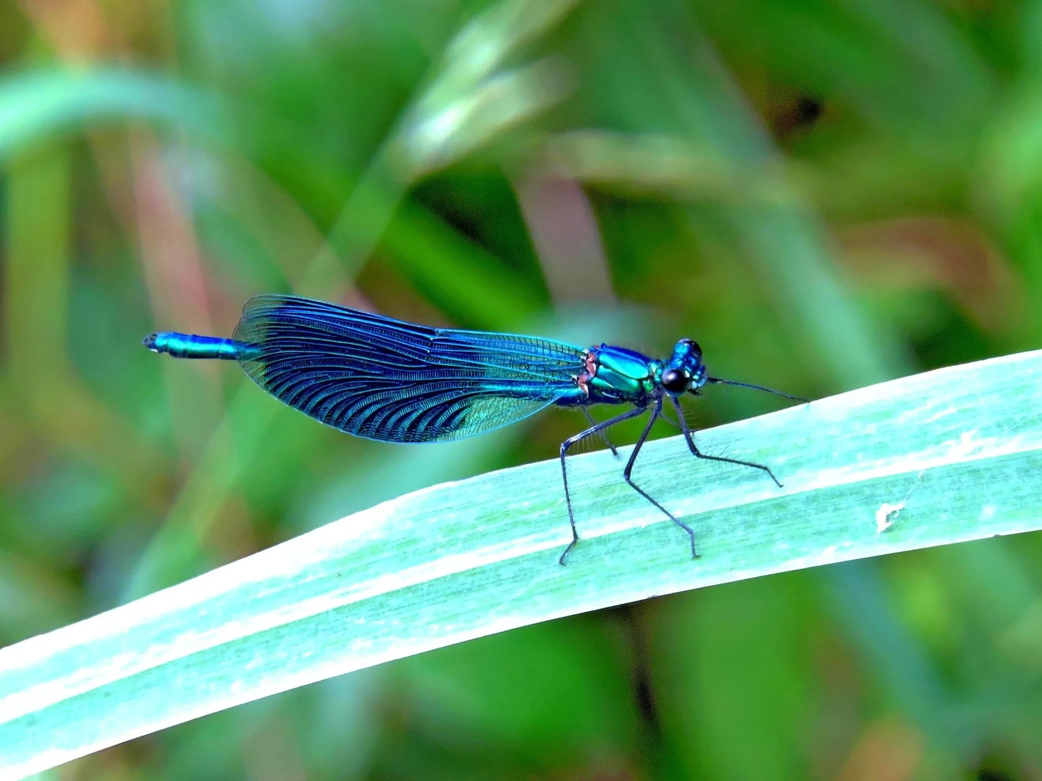 Libellule bleue sur une tige verte - hotel de charme alpilles - Mas de l'Oulivié