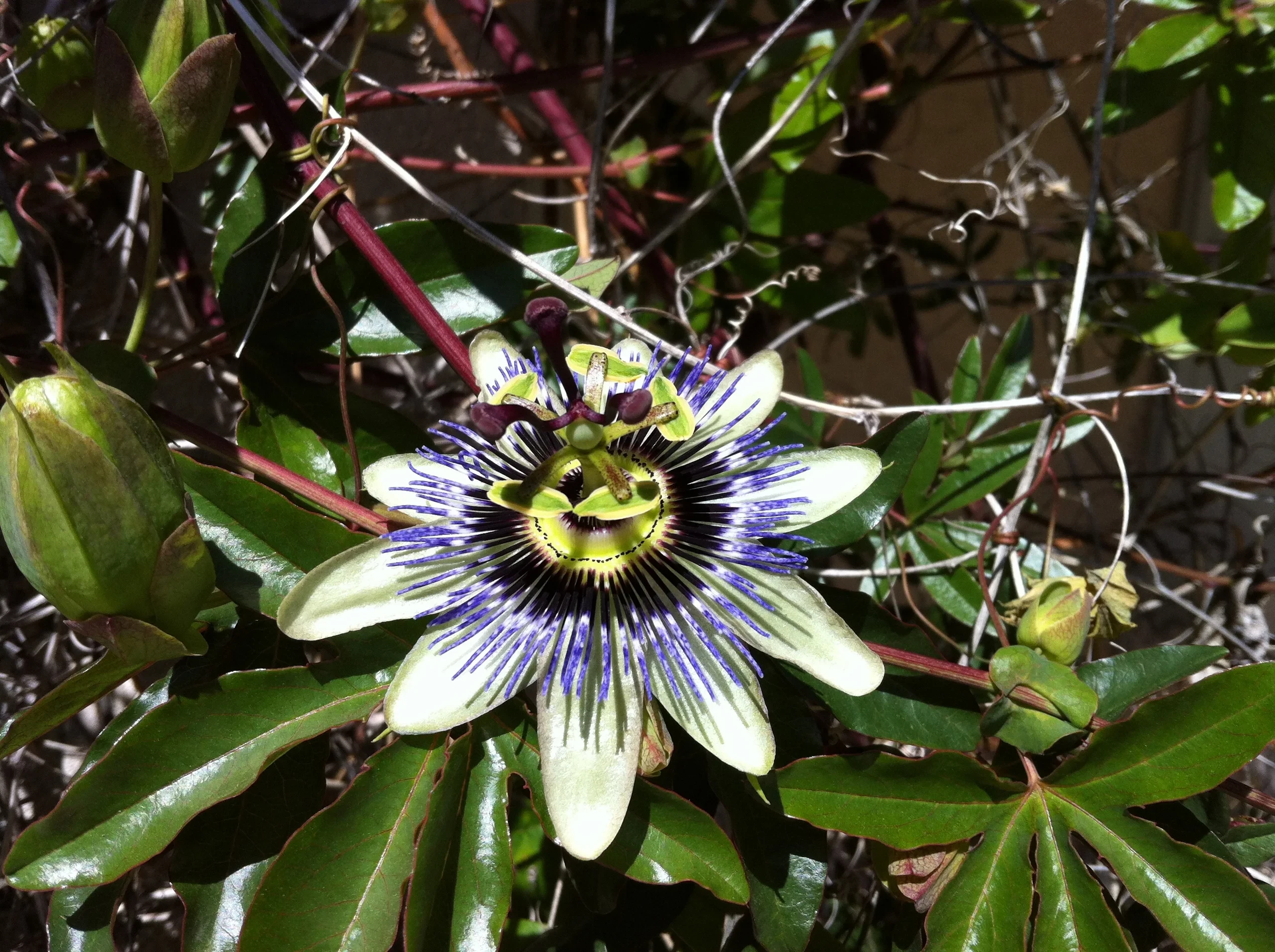 Fleur de passiflore violet et blanc - hotel de charme alpilles - Mas de l'Oulivié