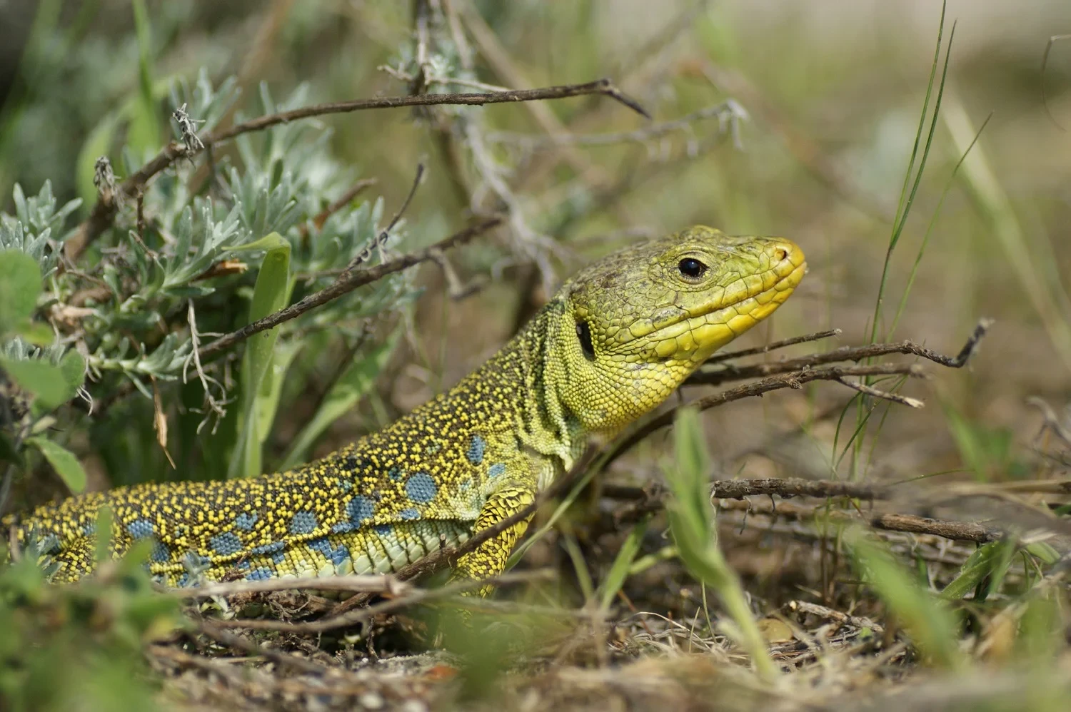 Lézard vert dans un environnement naturel - hotel de charme alpilles - Mas de l'Oulivié