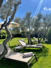 Chaises longues sous oliviers ensoleillés - hotel de charme alpilles - Mas de l'Oulivié