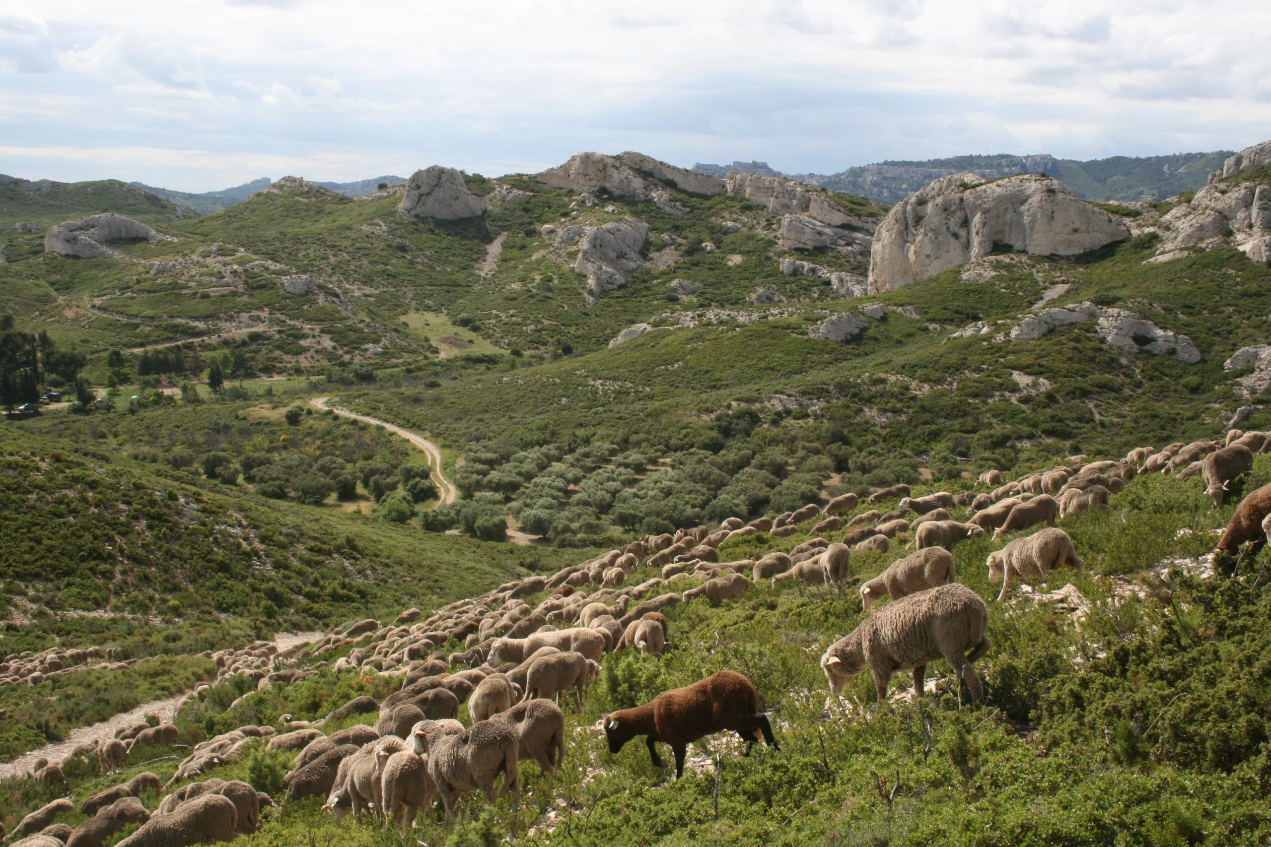 Troupeau de moutons pâturant dans le Parc naturel régional des Alpilles