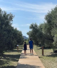 Deux enfants sur un chemin en bois entre des oliviers