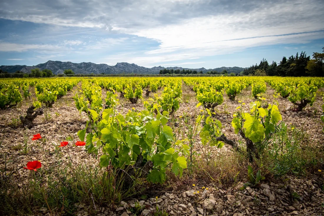 Vigne en fleurs avec montagnes en arrière-plan