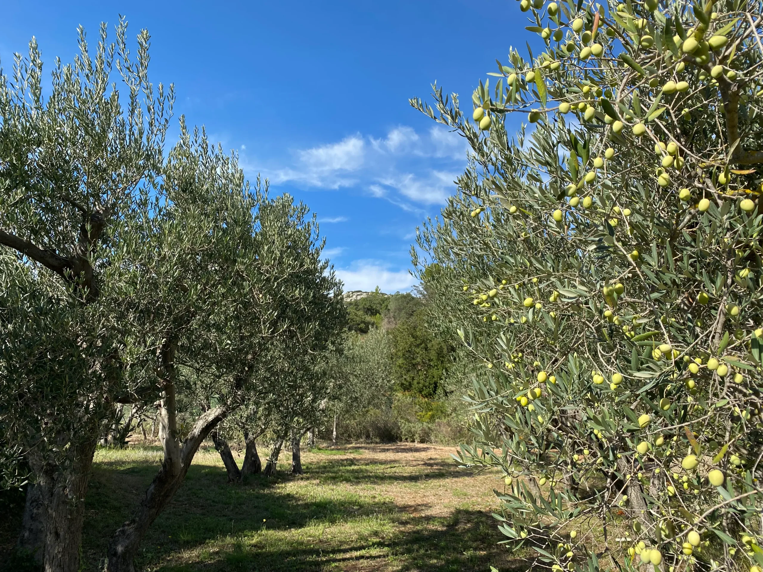 Vergers d'oliviers sous un ciel bleu